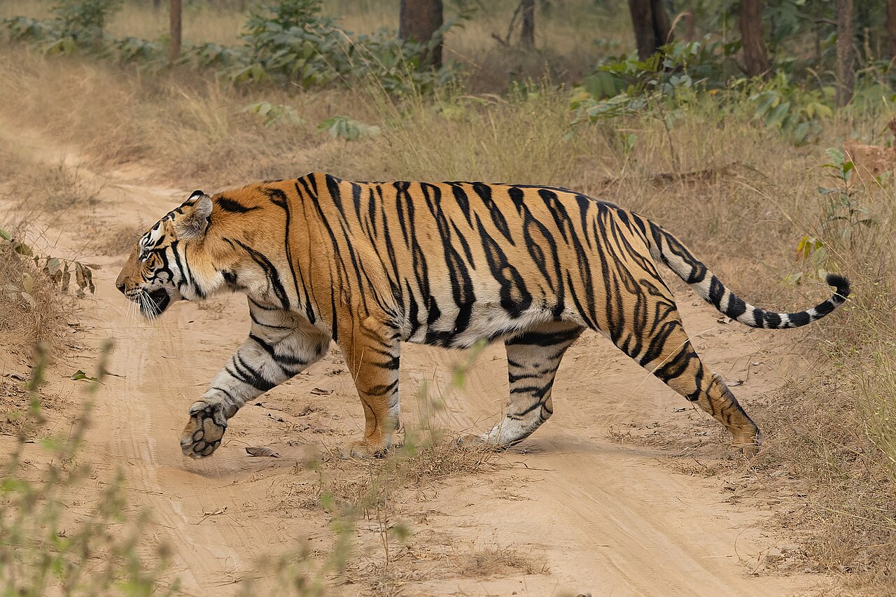 tiger forest reserve Kazakhstan — প্রতীকী ছবি