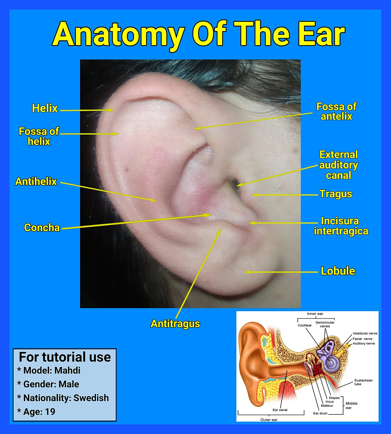 human ear anatomy — প্রতীকী ছবি